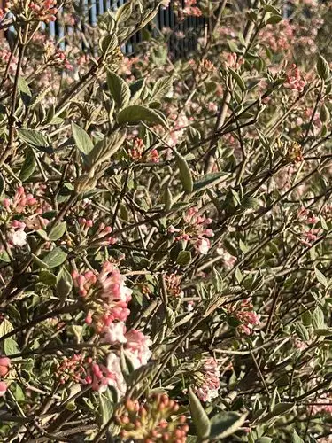 Pink blossoms soaking up the spring sunshine.